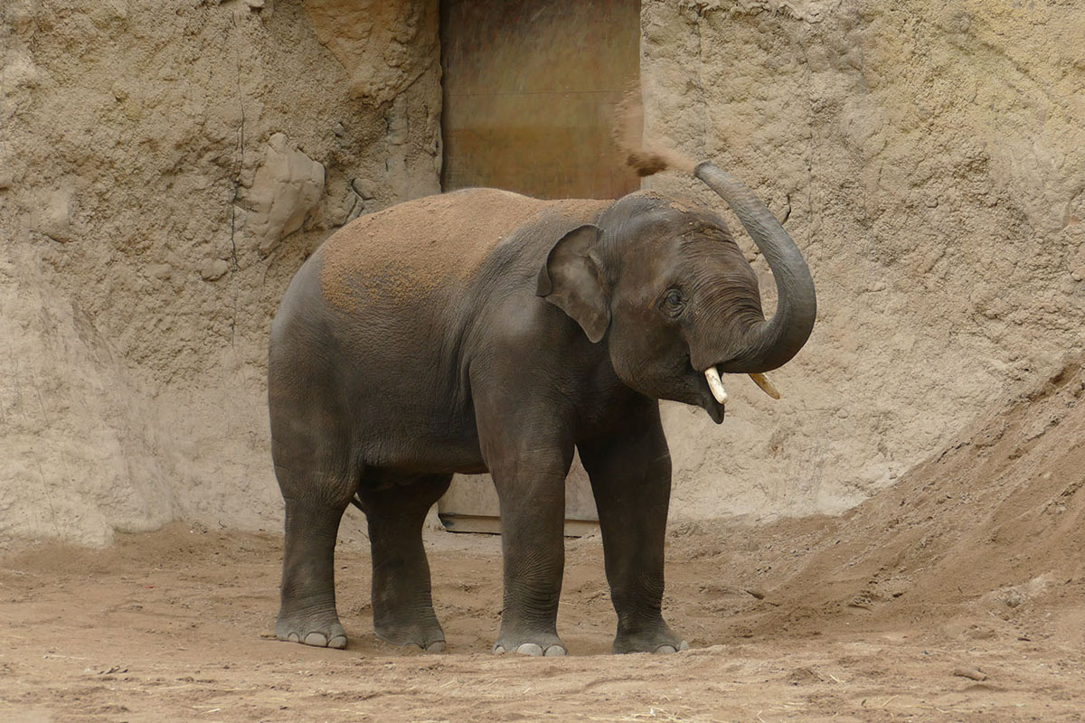 261014_Neuer_Elefant_1_kl Elefant