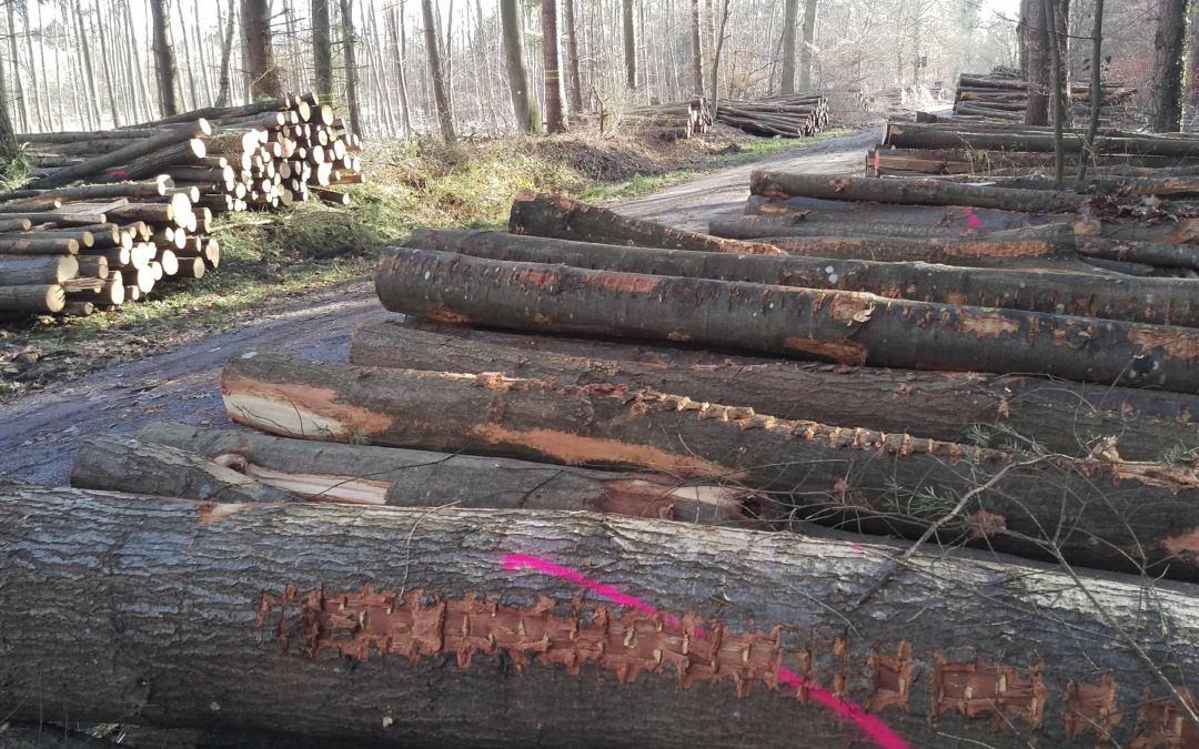ForstBW bietet Brennholz online an