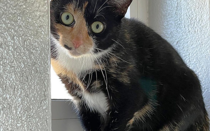 Fenja sucht ein neues Zuhause