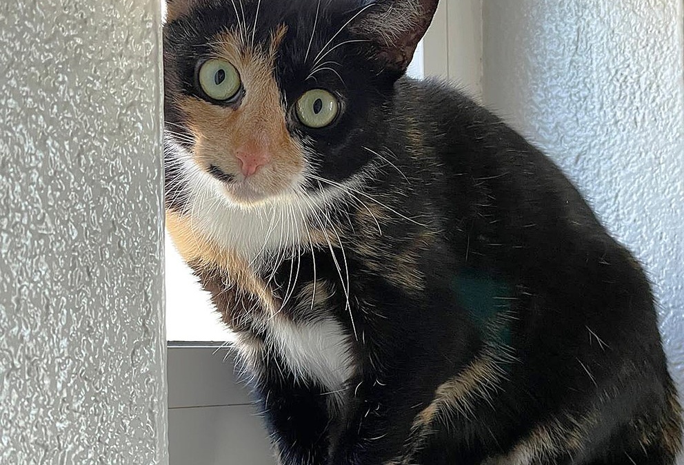 Fenja sucht ein neues Zuhause
