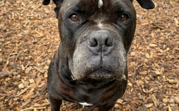 Jackson – ein liebenswerter Pechvogel