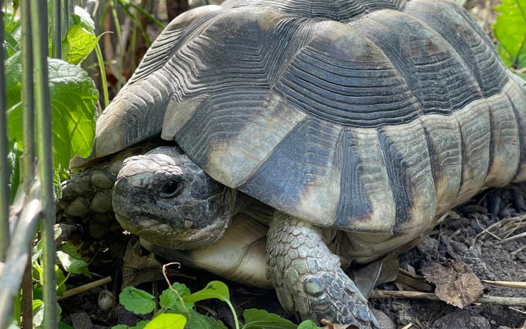 Zwei Schildkröten kurz vor der Winterruhe ausgesetzt